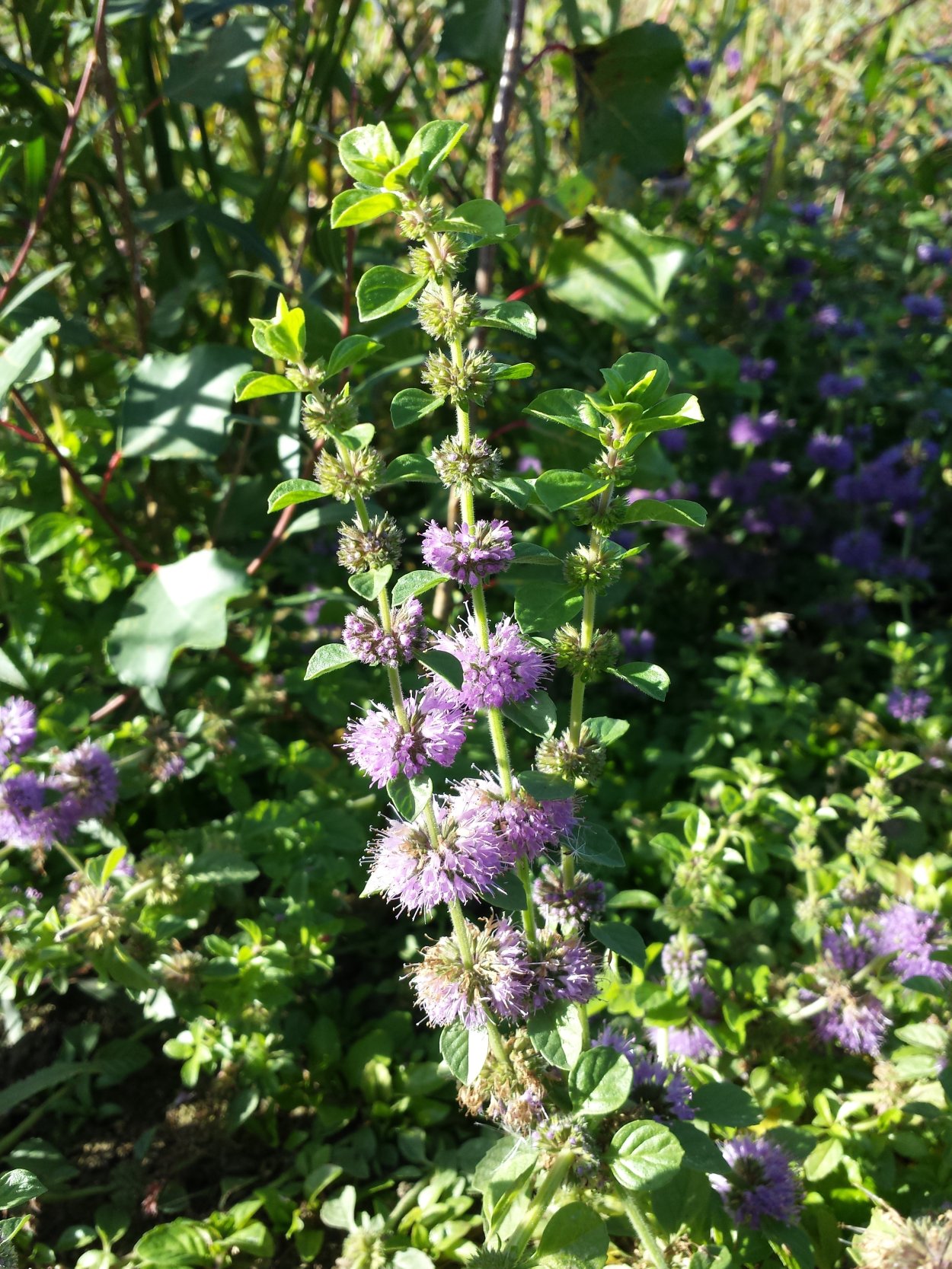 Мята Болотная сухая