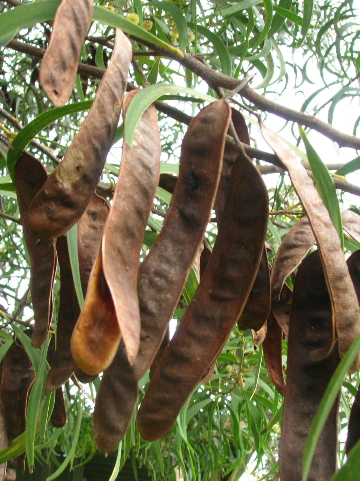 Кэроб дерево