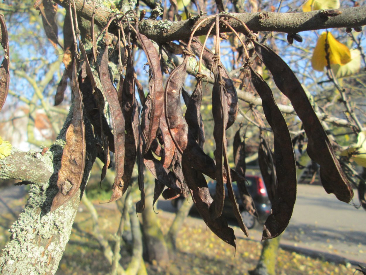 Дерево со стручками