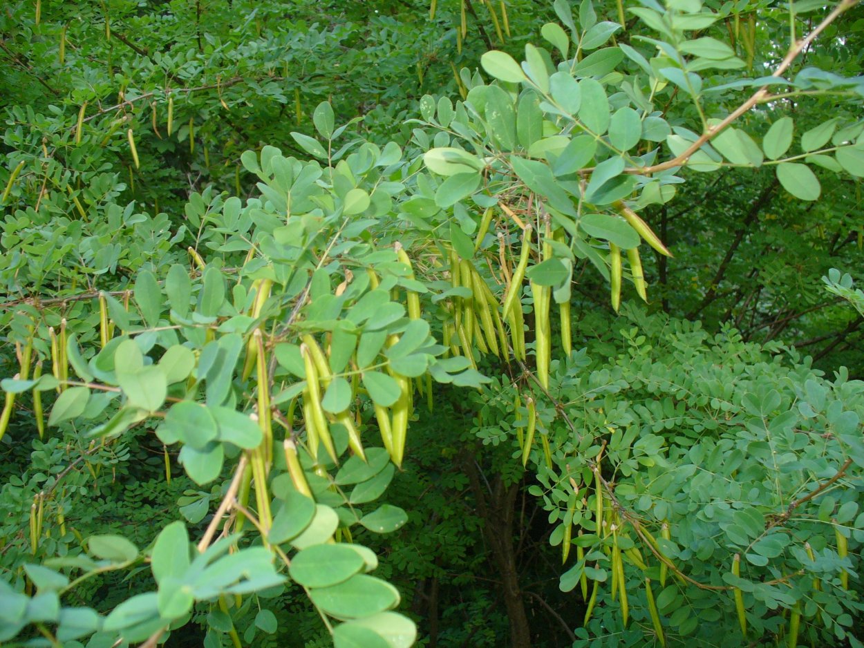 Стручки Крымской акации