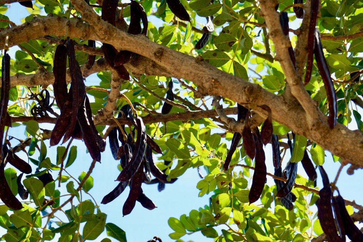 Гледичия трёхколючковая семена