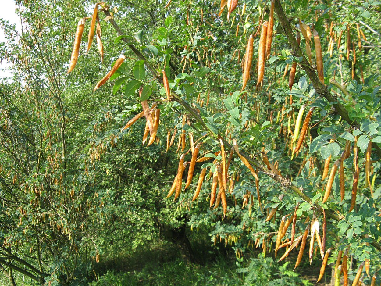 Карагана древовидная стручки