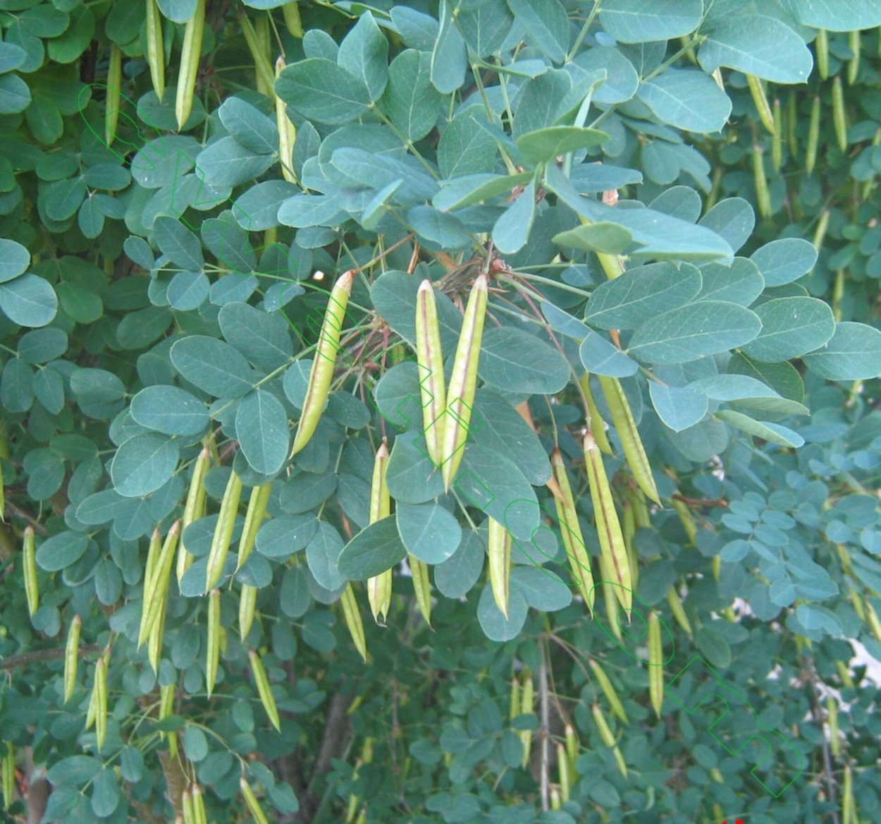 Дождевое дерево Pithecellobium Saman