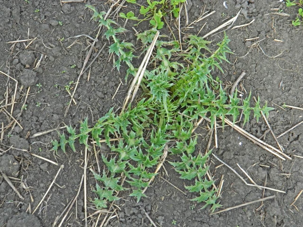 Крестовка ползучая сорняк