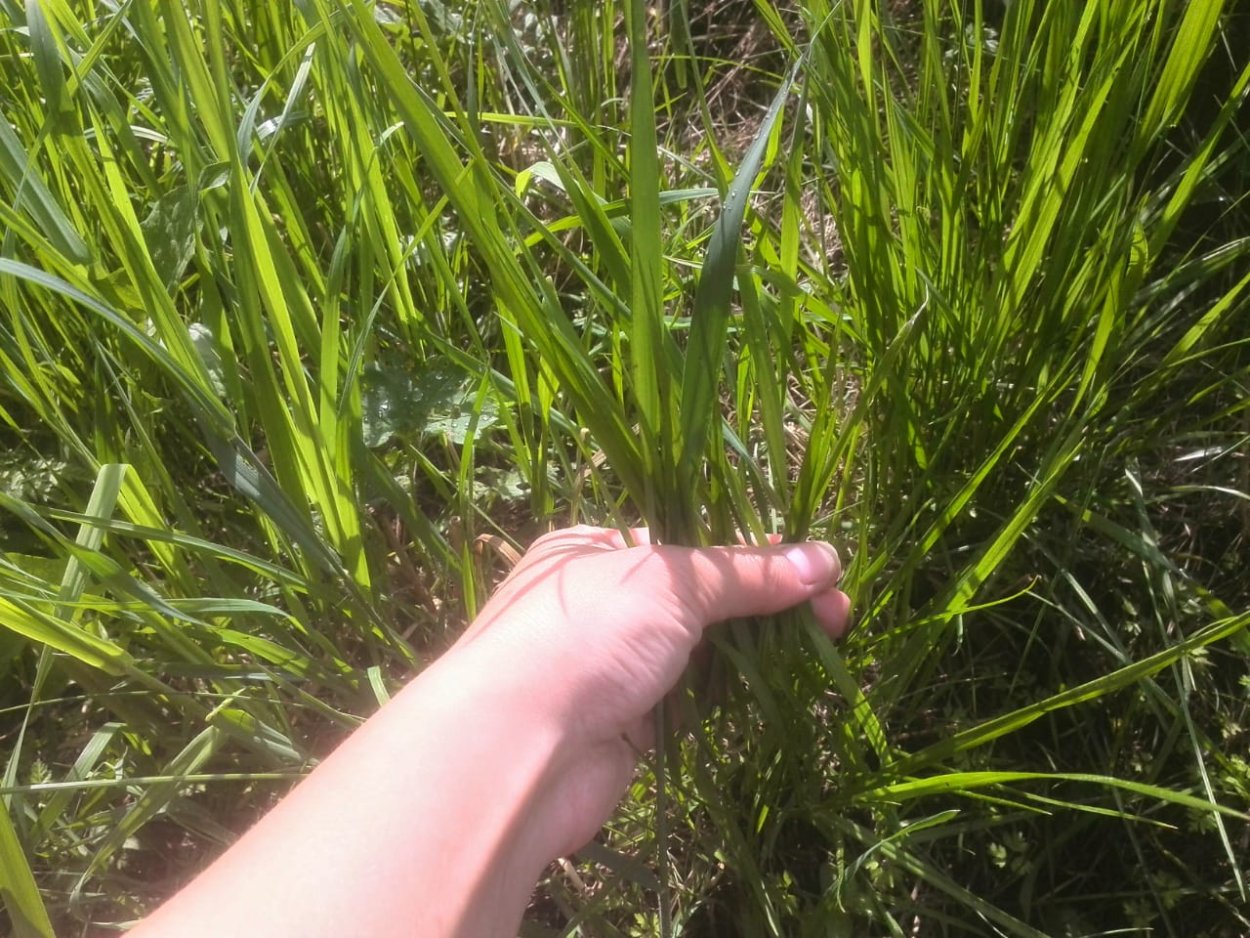 Пырей на газоне