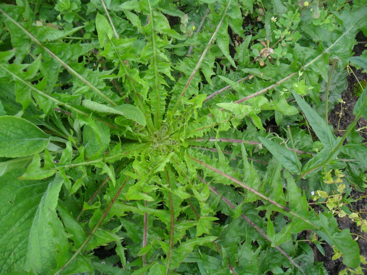 Сорняк брицца