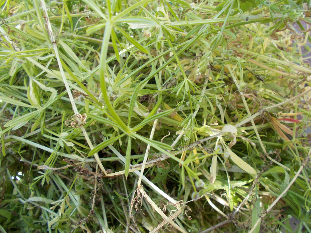 Сорняк брицца