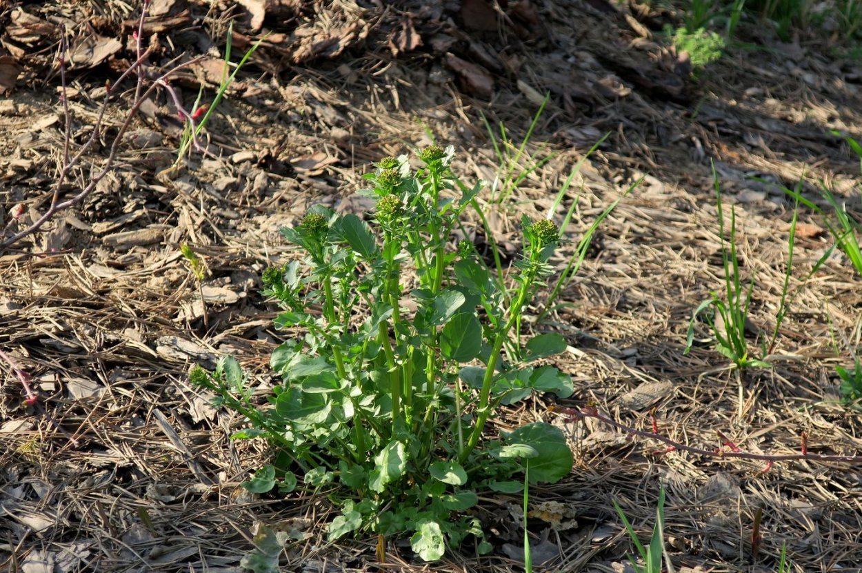 Плантариум сорняк