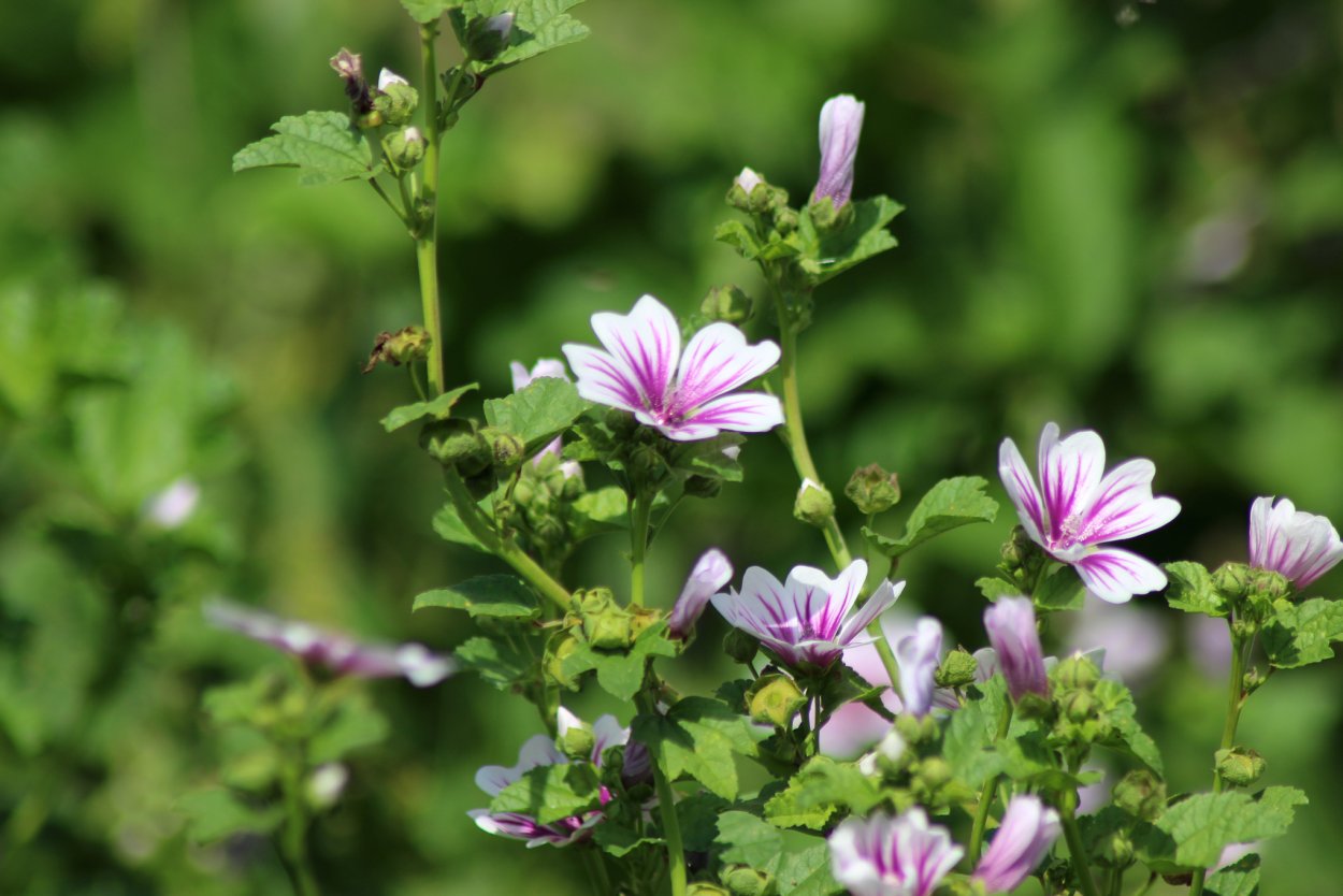 Мальва лаватера