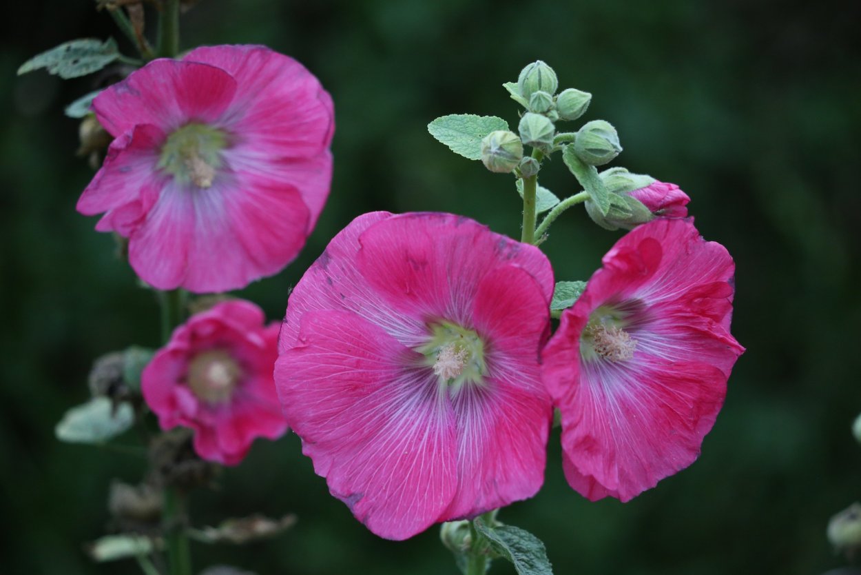 Мальва – Alcea rosea