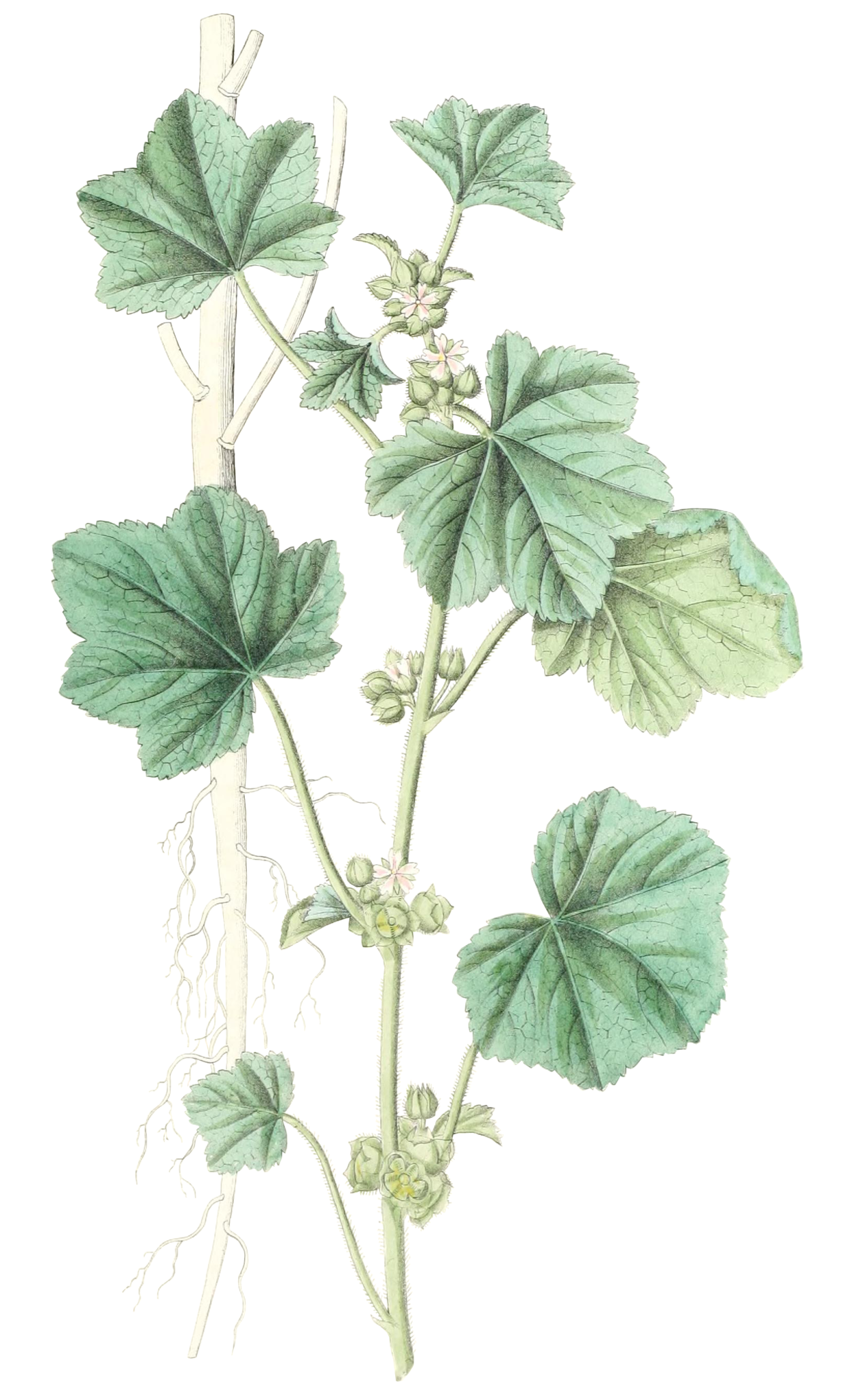 Мальва Алтей