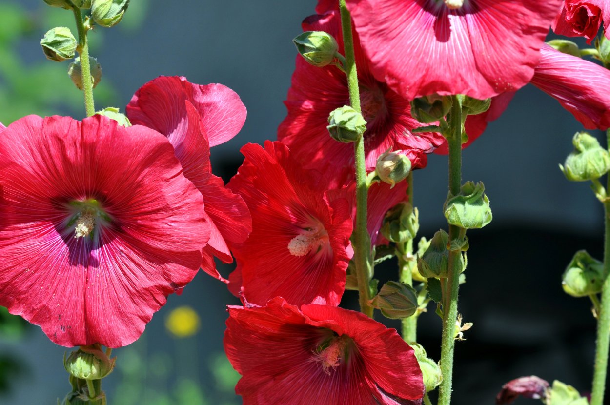 Цветы Мальва просвирник