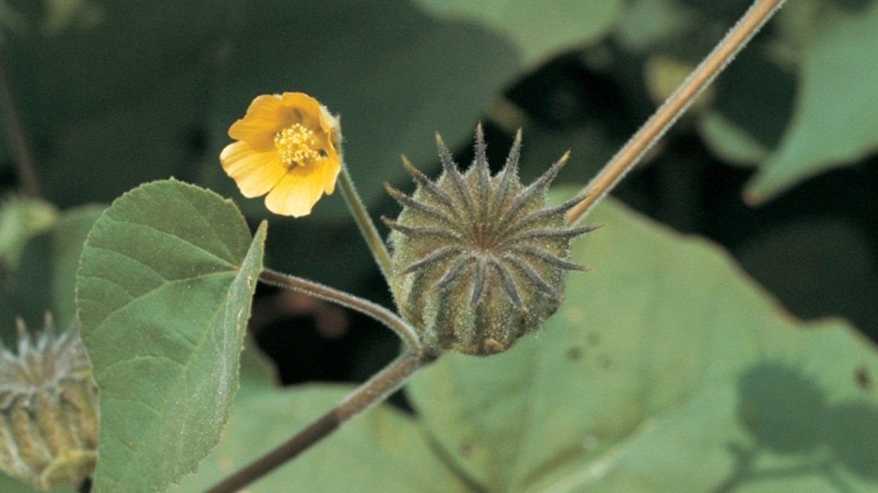 Кистекорневые сорные растения