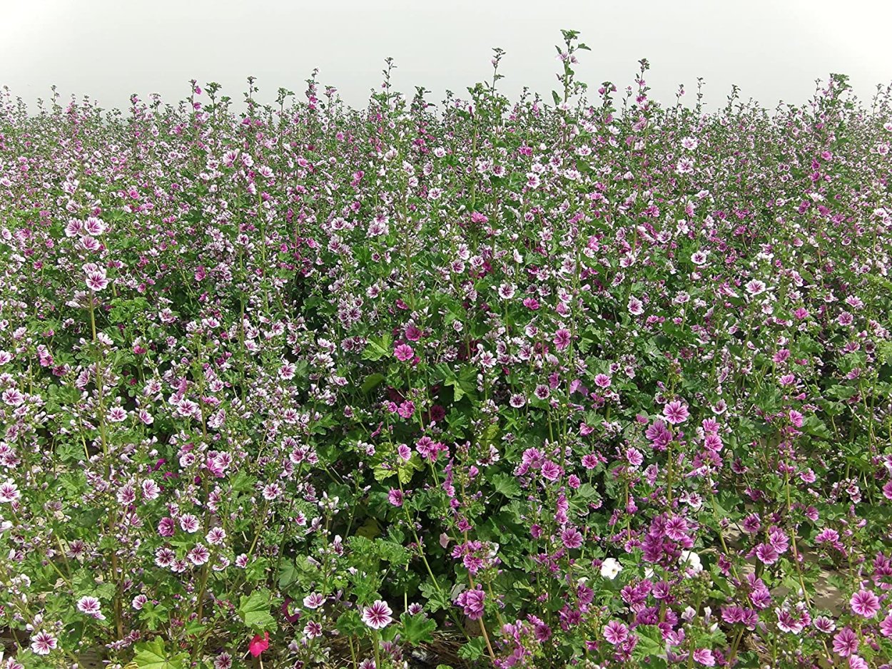 Вероника сорняк двудольные