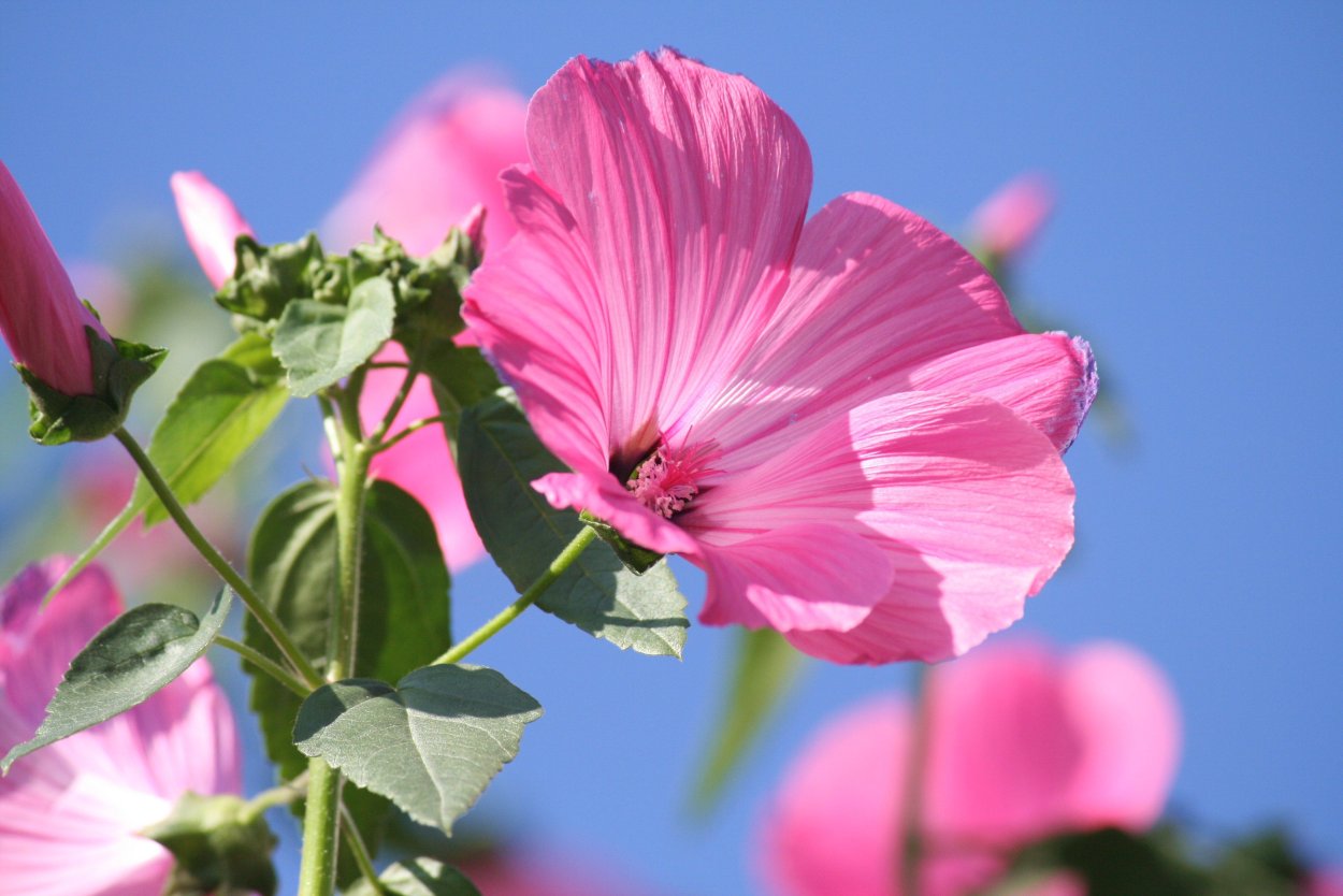 Мальва – Alcea rosea поле