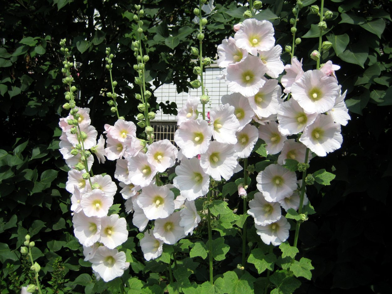 Цветки мальвы