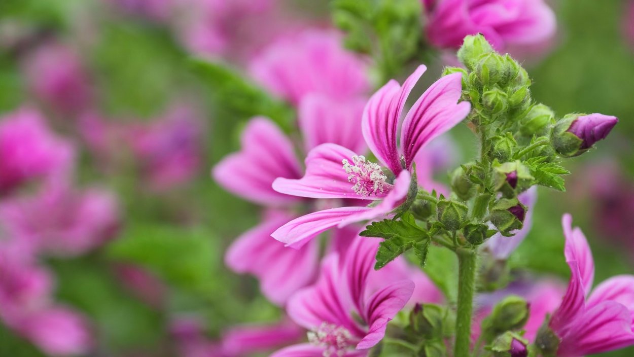 Поле мальвы