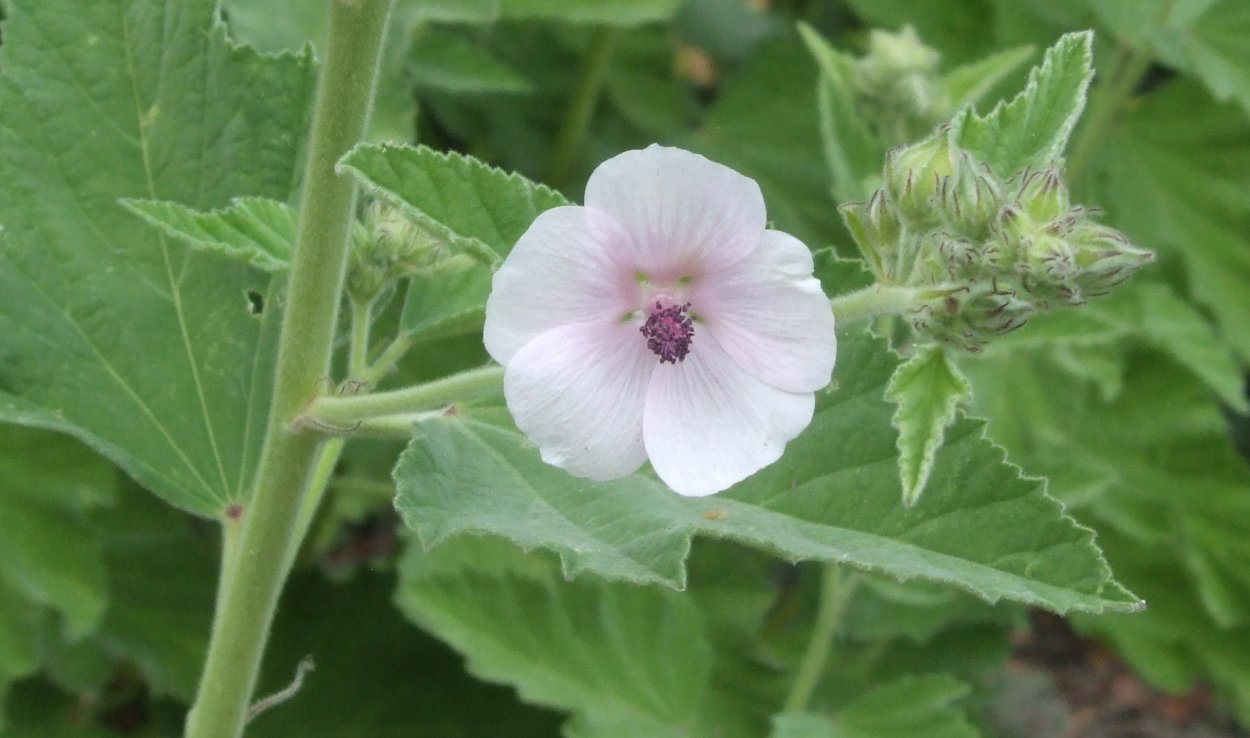 Мальвовые диаграмма цветка