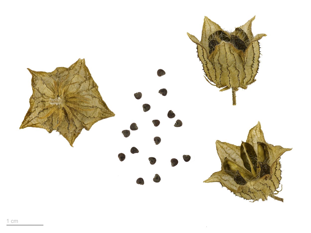 Просвирник Алтей