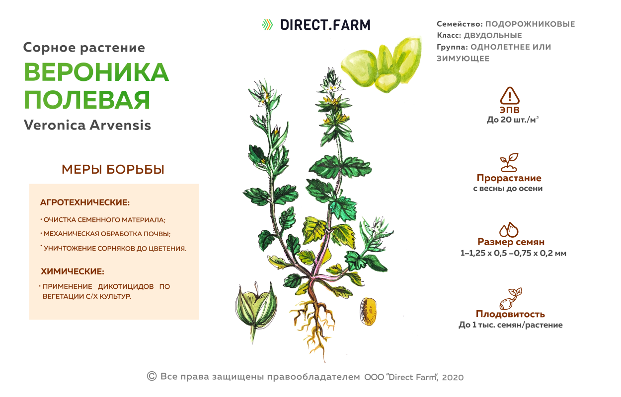 Семейство крестоцветные ярутка