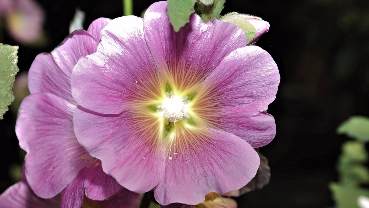 Растение Алтей лекарственный