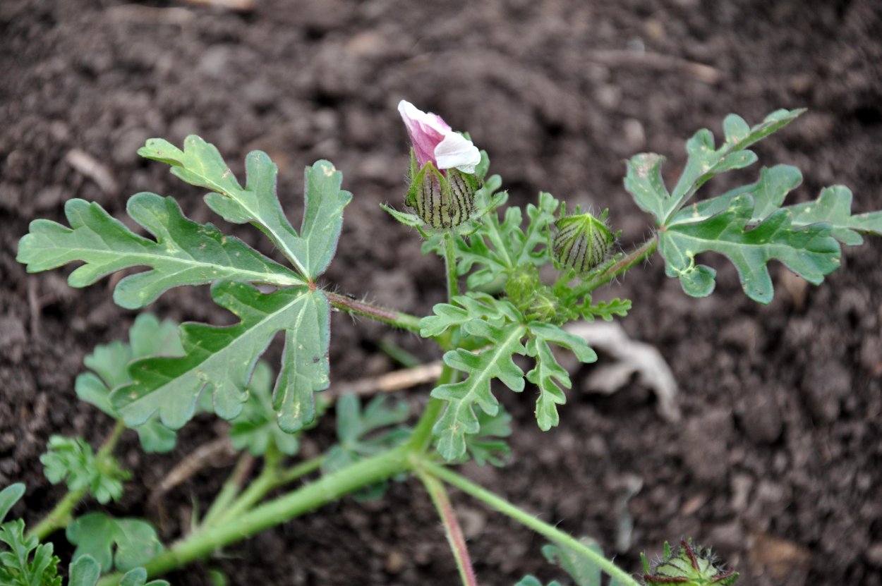 Лаватера чаровница