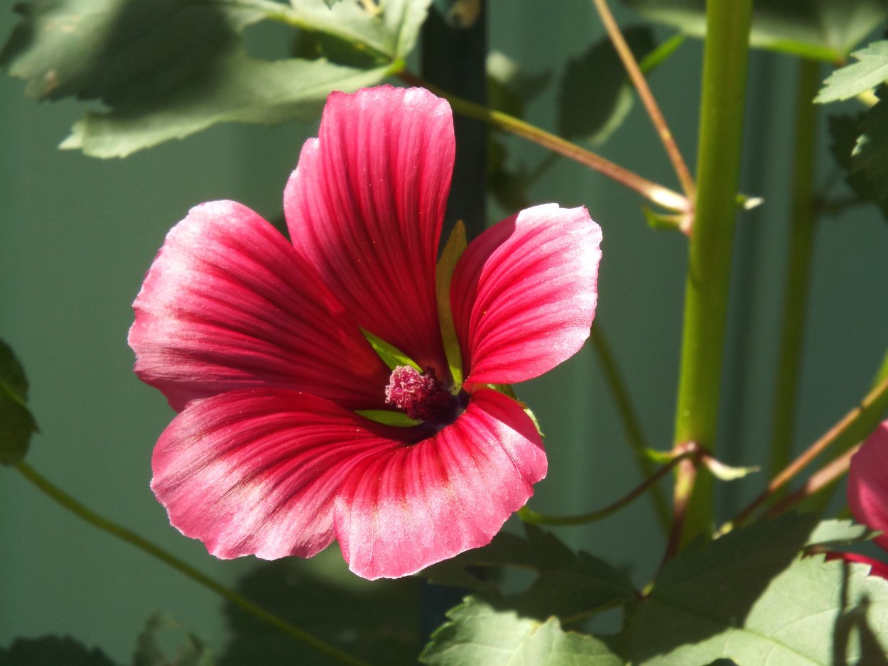 Лаватера Silver Cup