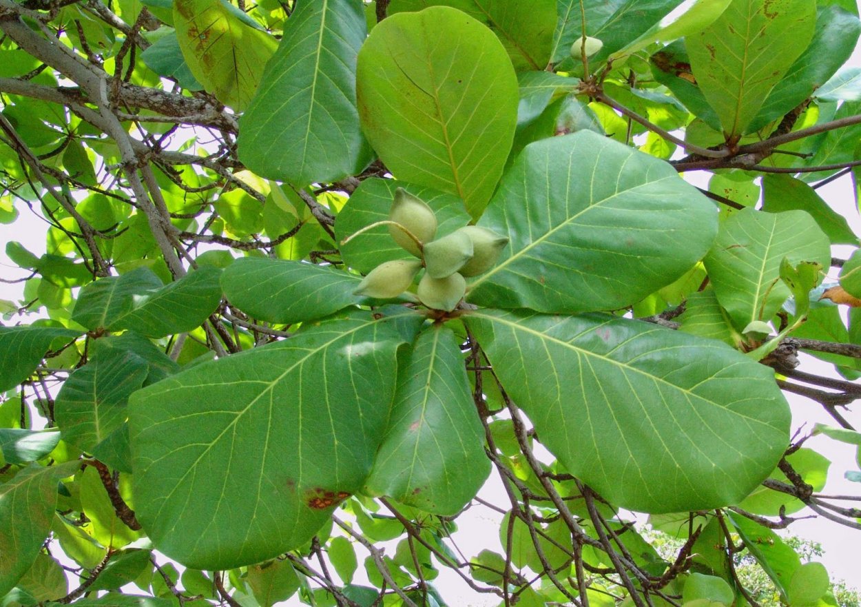 Terminalia Catappa