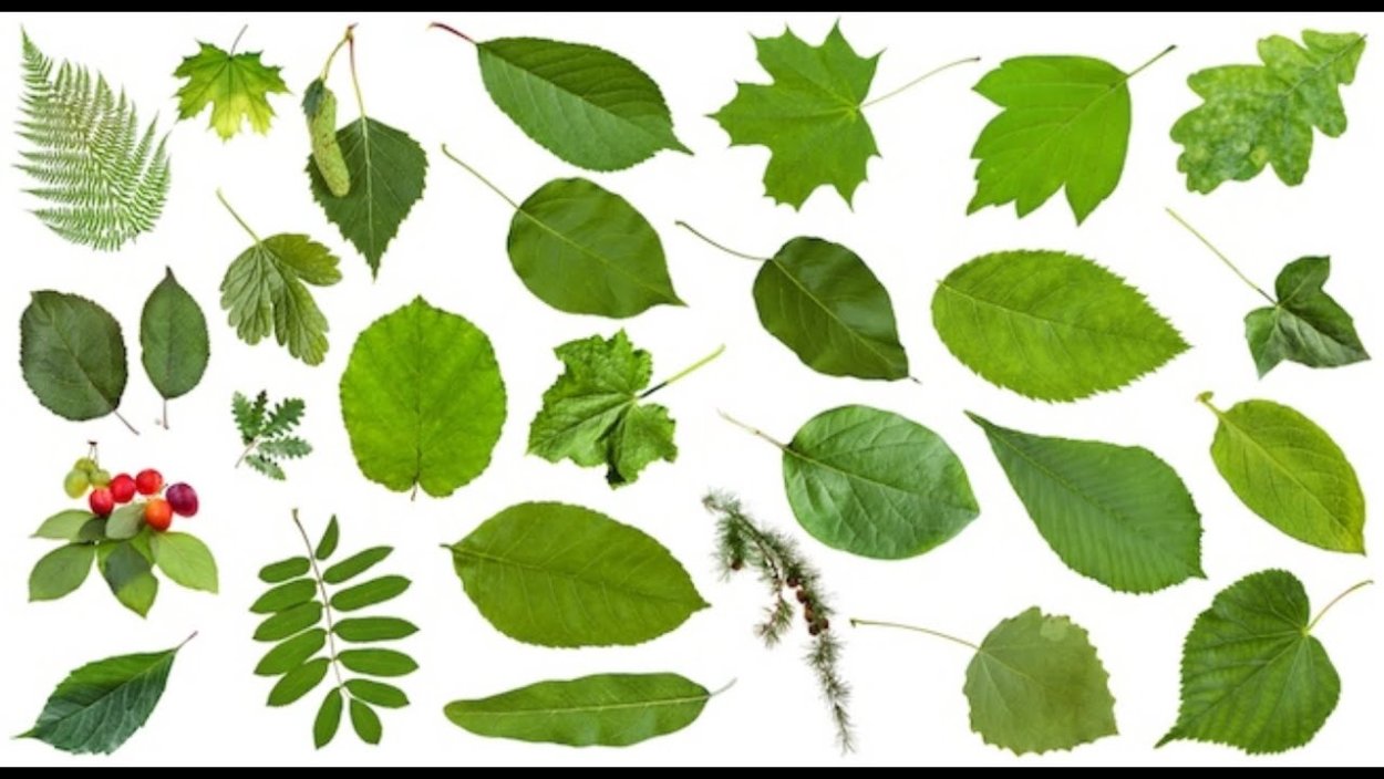 Листья деревьев круглой формы