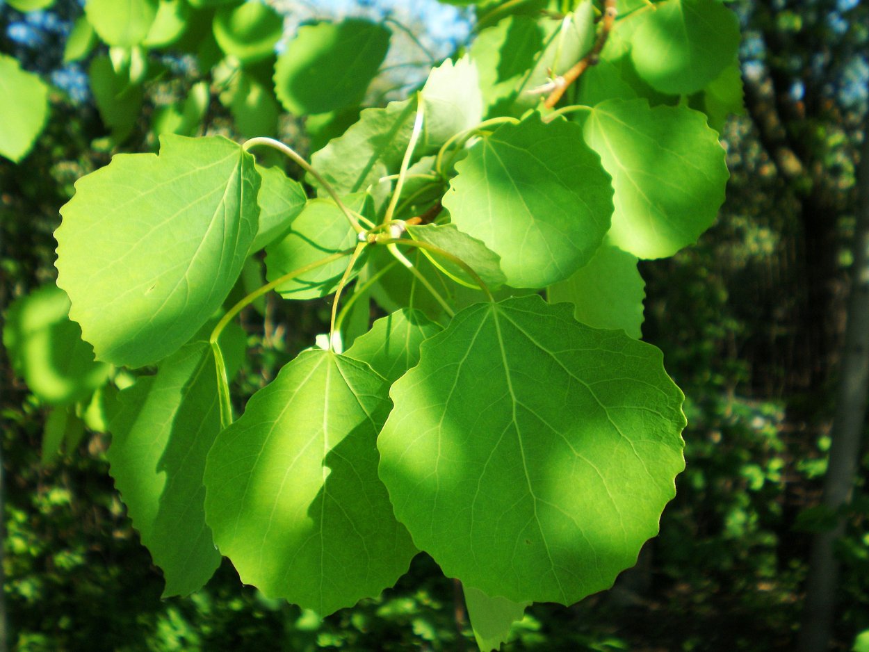Тополь крупнозубчатый (Populus grandidentata)