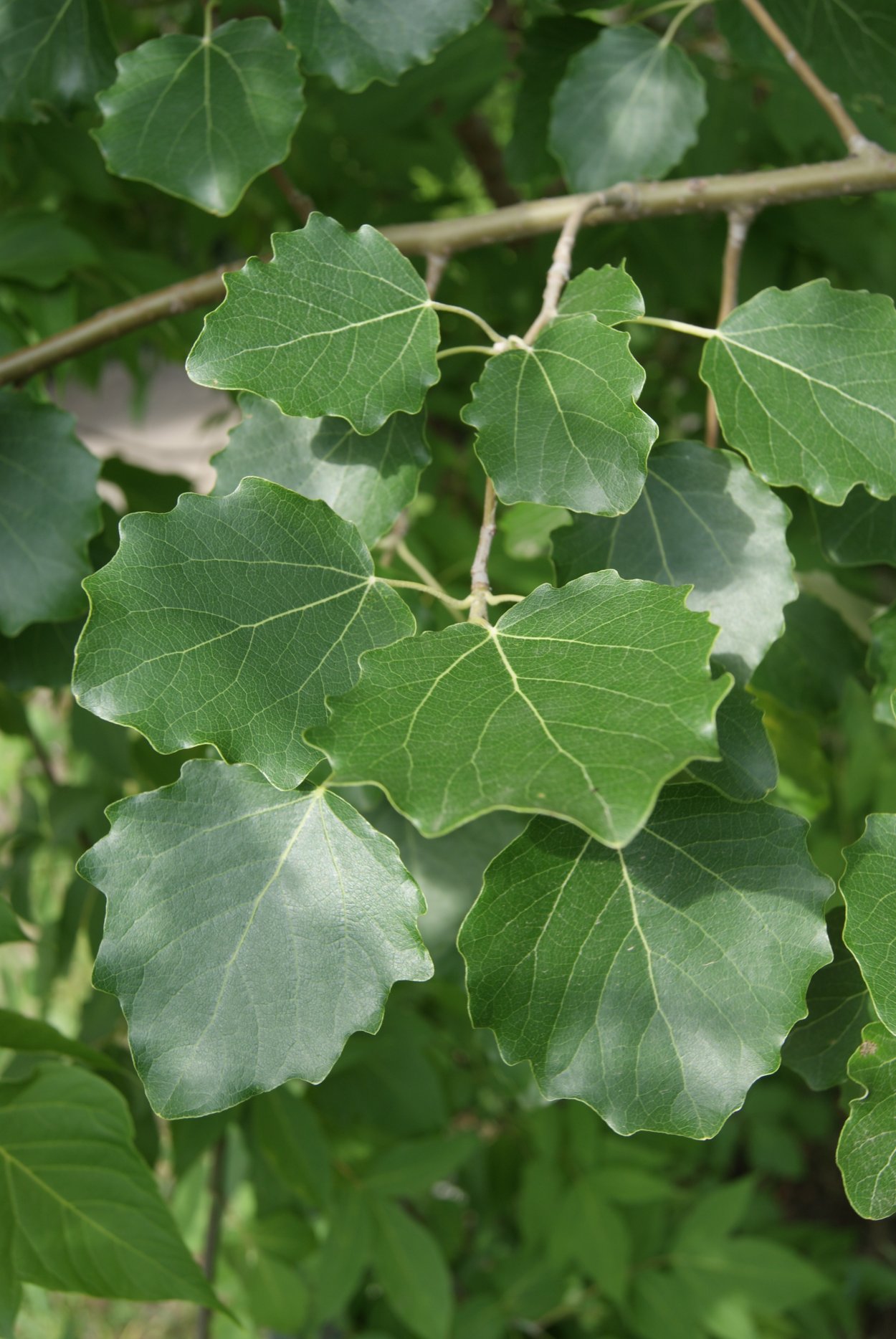 Осина (Populus tremula)