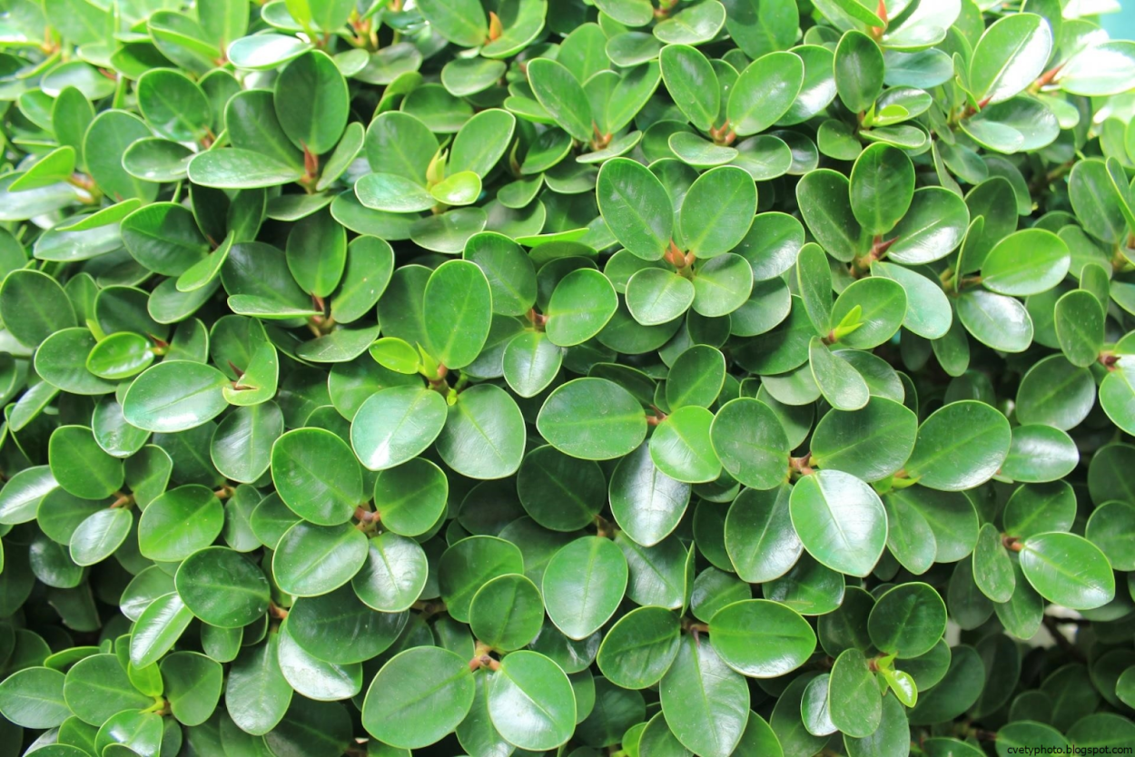 Мирт с круглыми листочками