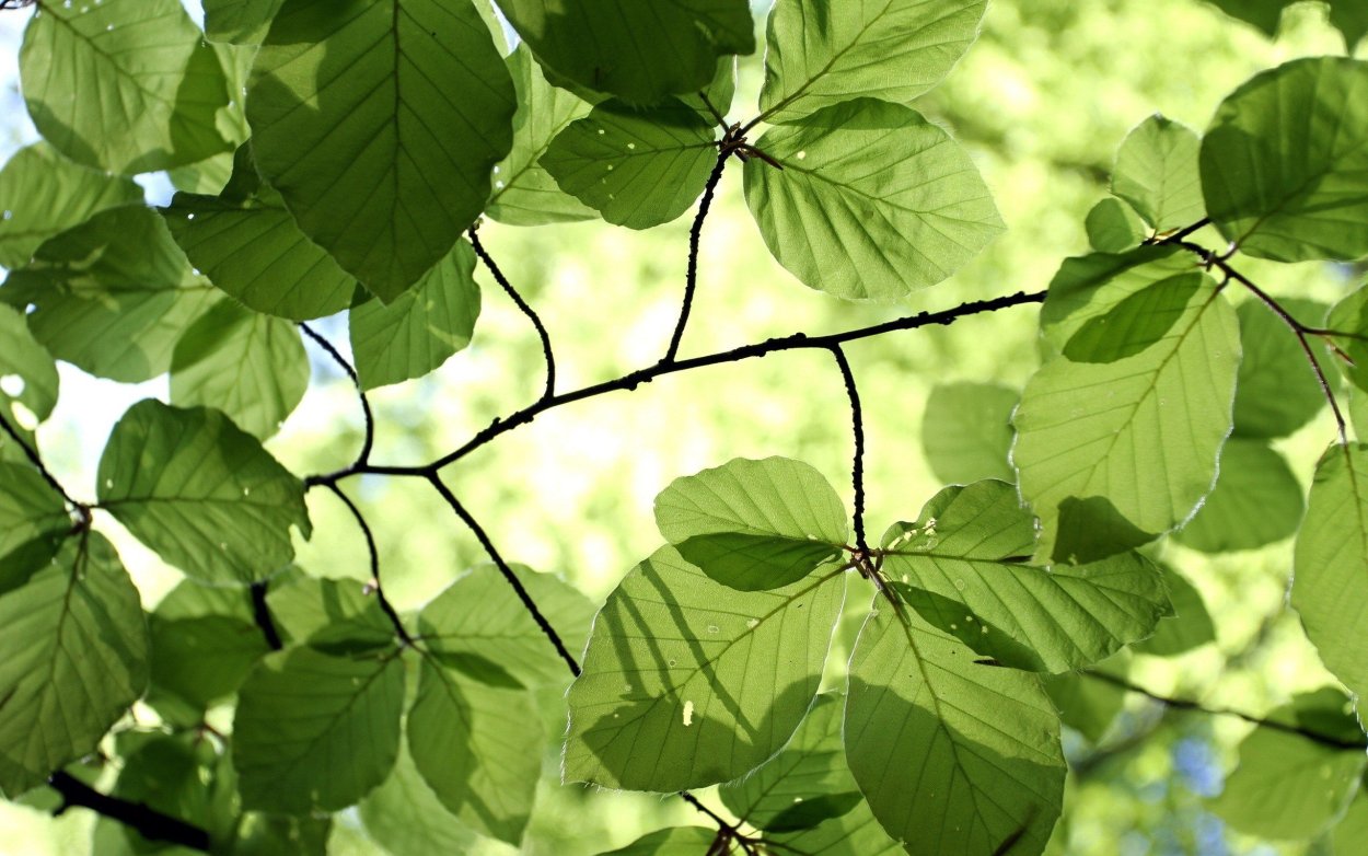 Листва деревьев