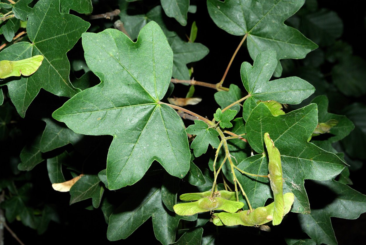 Клён полевой