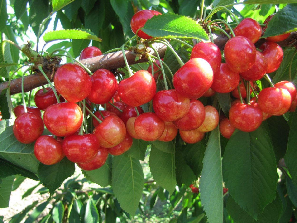 Фермерское хозяйство «сады Рыжевских»