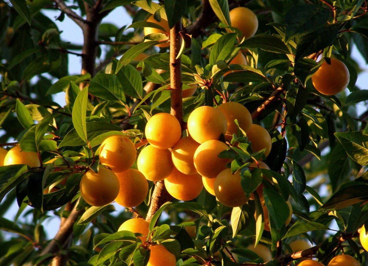 Алыча Царская дерево