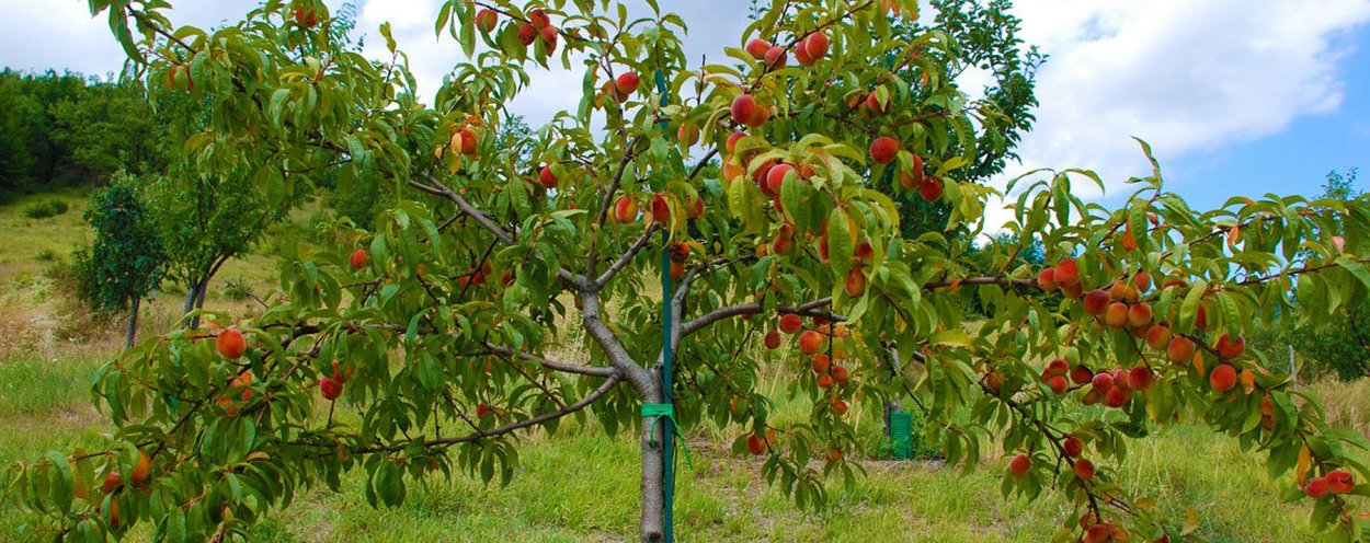 Дерево нектарина ,абрикоса