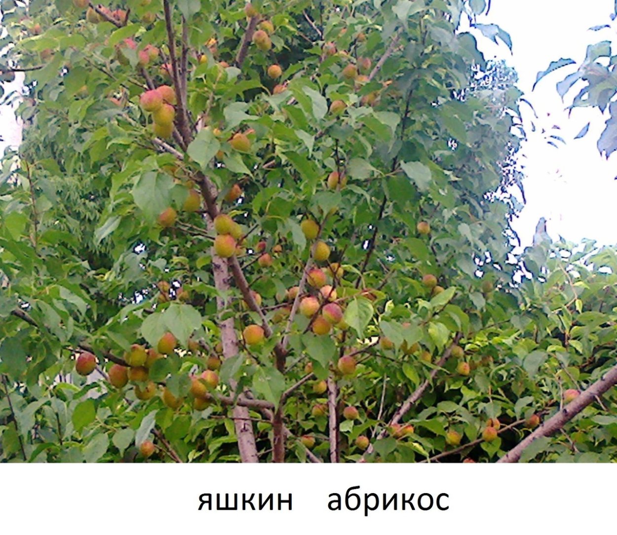 Саженцы абрикос слив