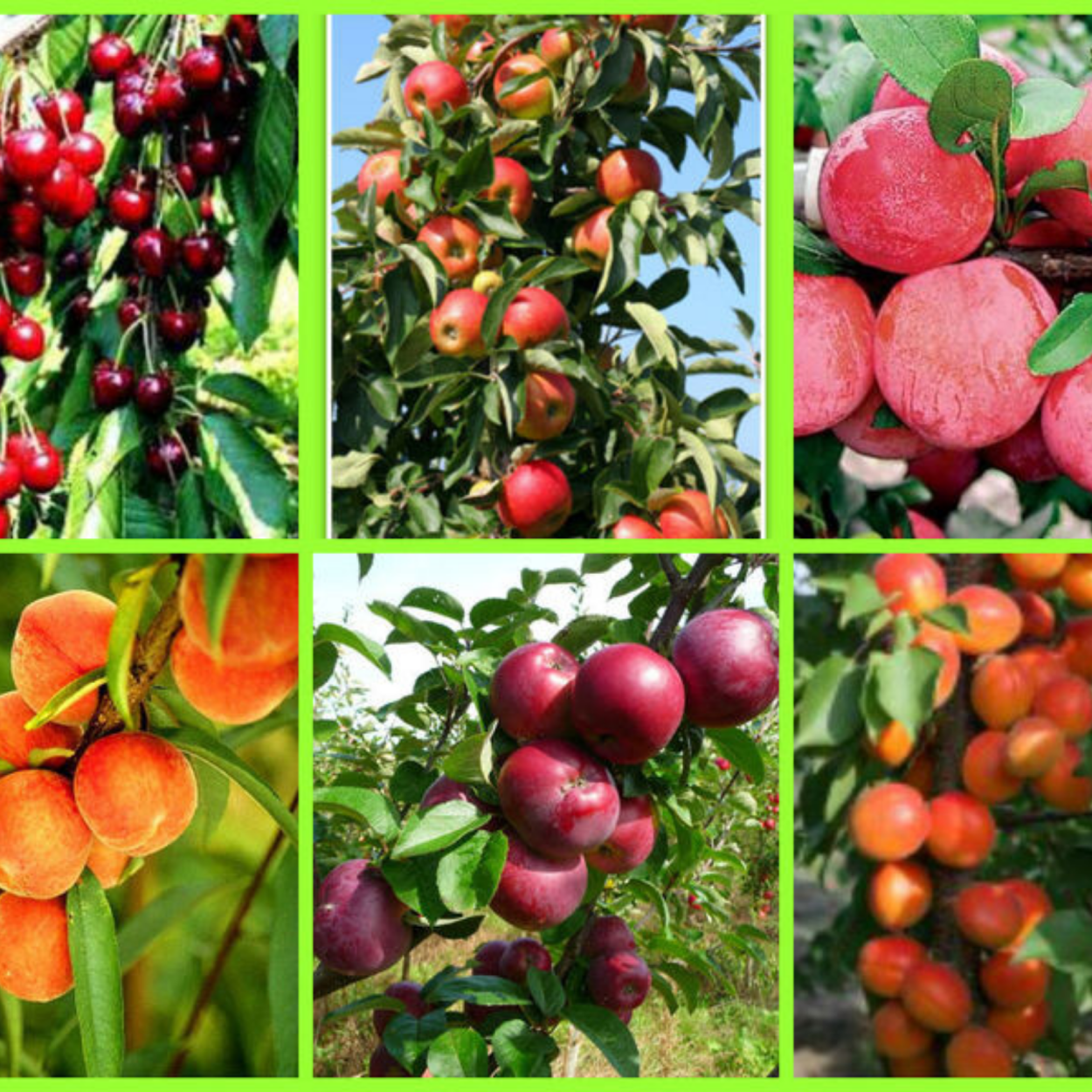 Саженцы плодовых деревьев /яблоня, груша, слива, вишня/