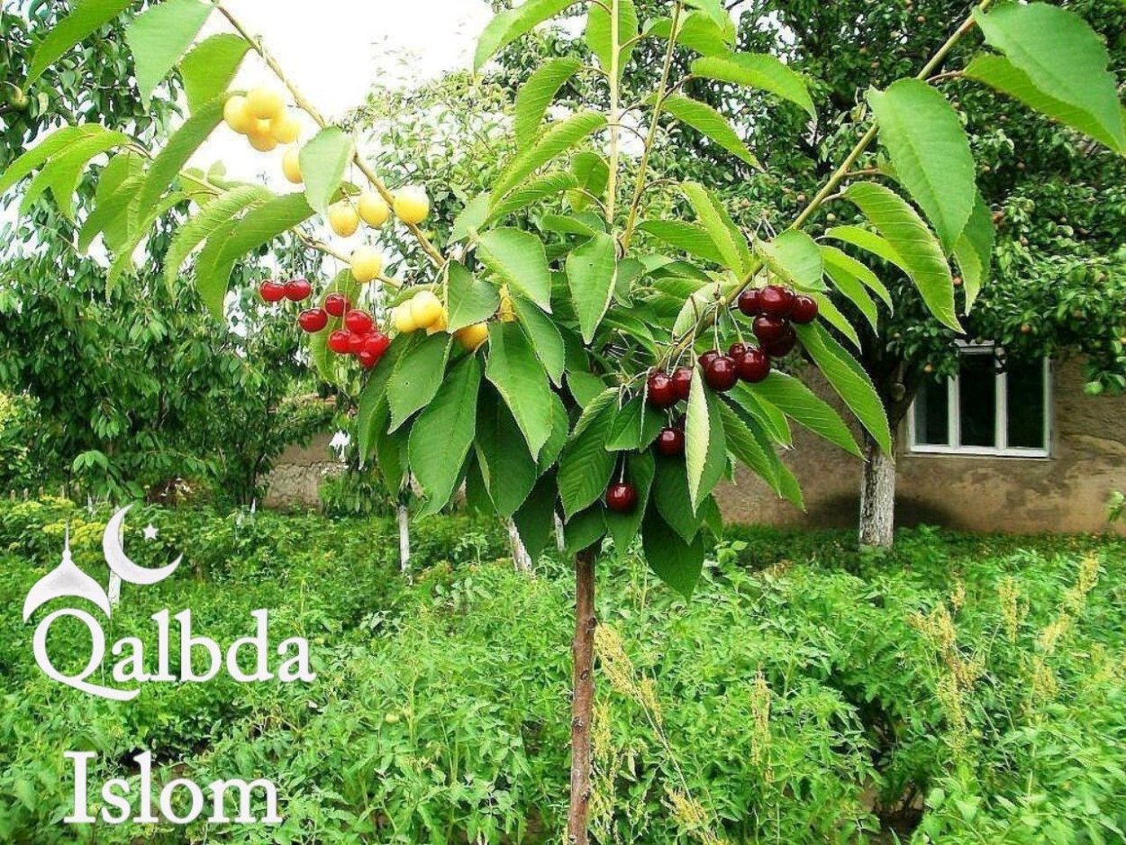 Черешня Валерий Чкалов дерево