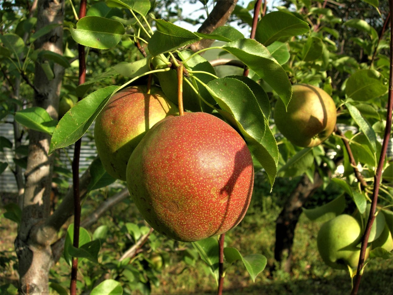 Груша Самарская зимняя