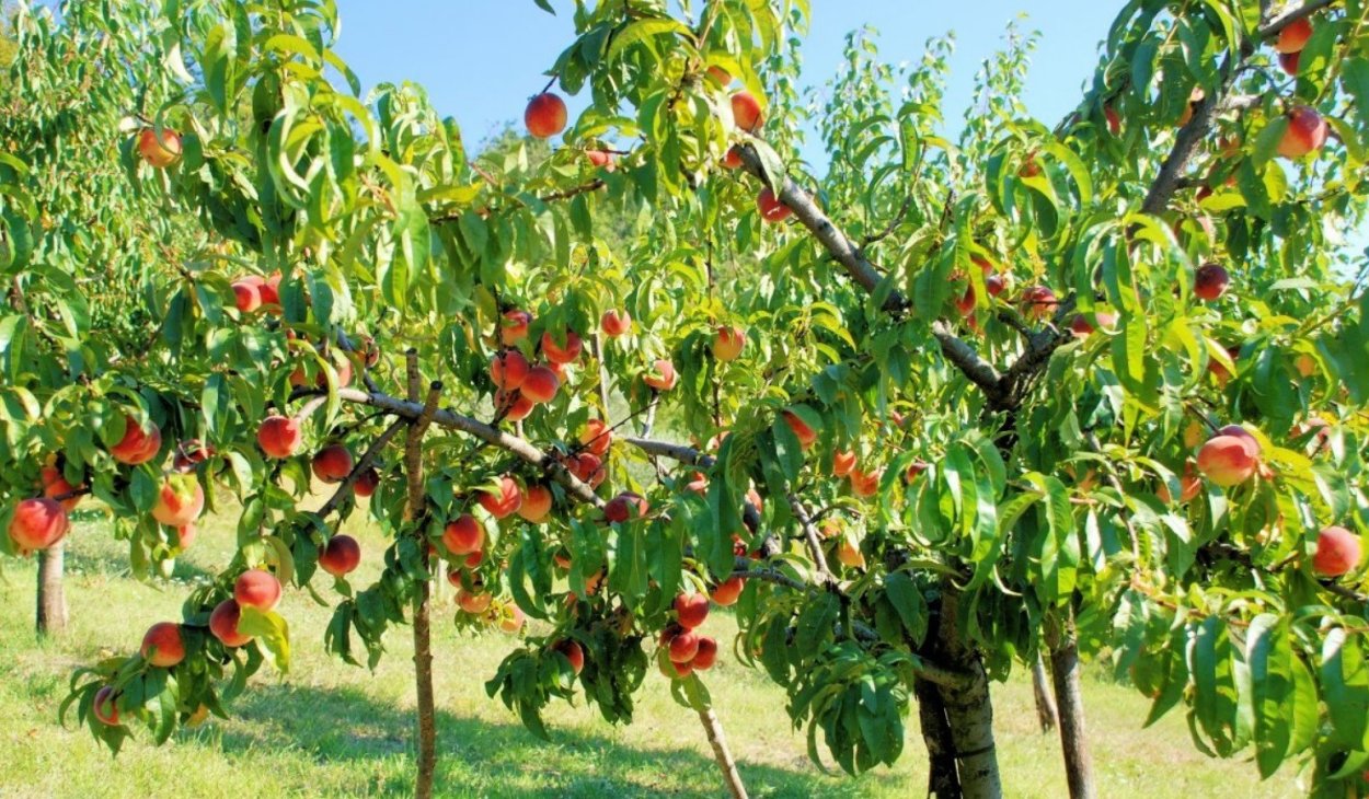 Нектарин дерево