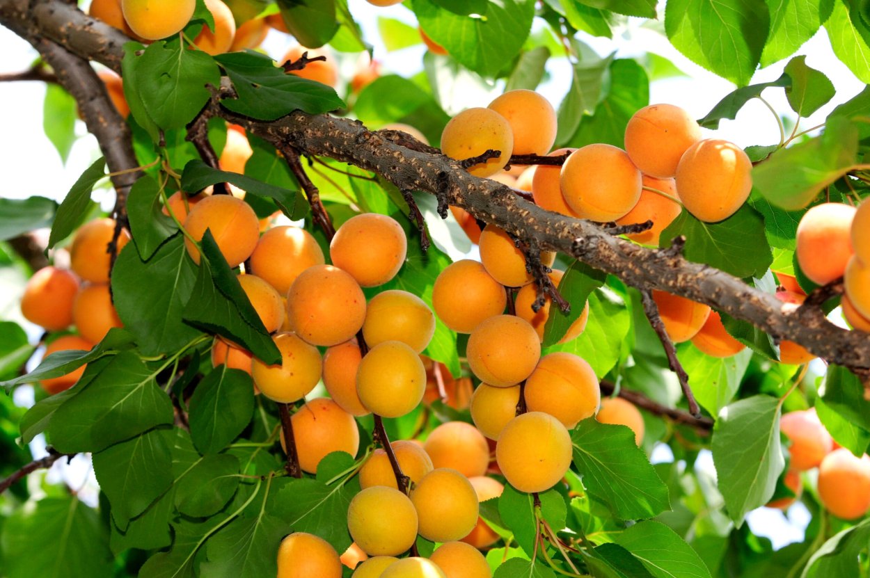 Абрикос колоновидный Санни