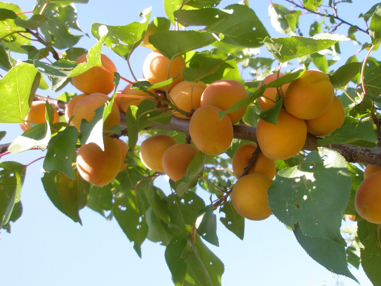 Абрикос Погремок дерево