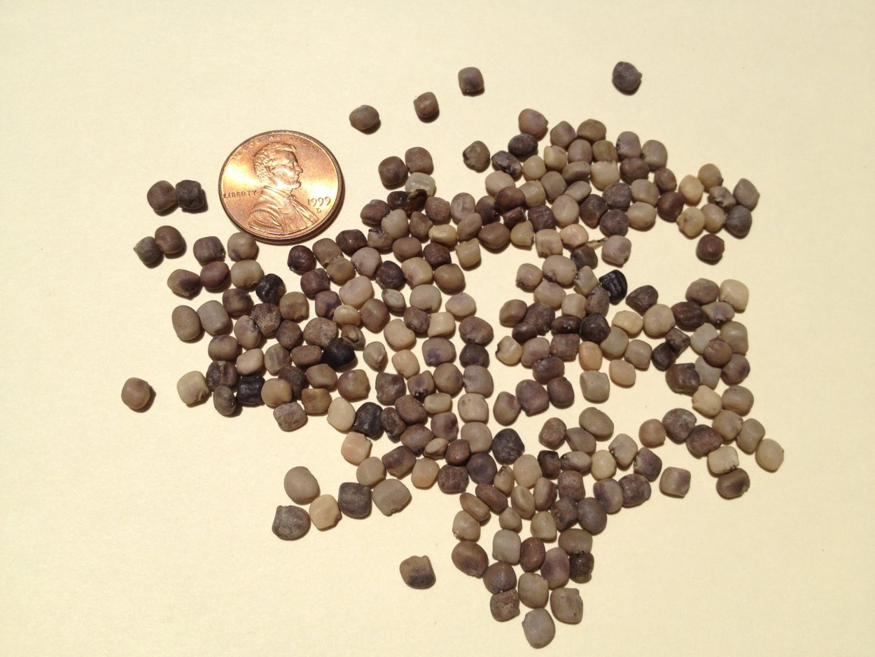 Семена гуара