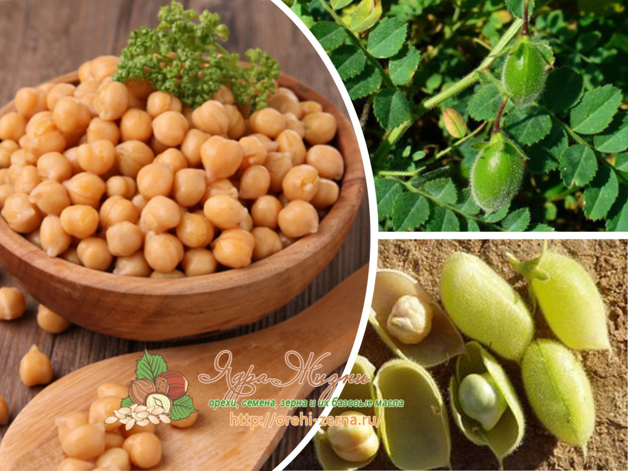 Семена гороха