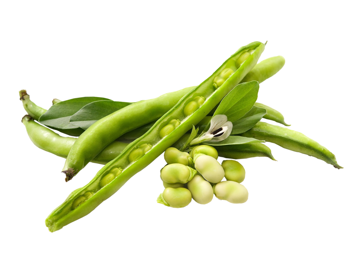 Лада горох фото