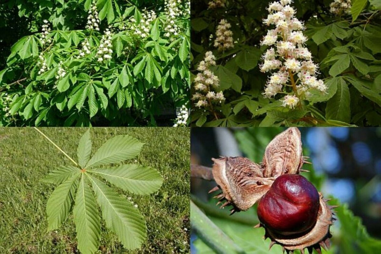 Конский каштан обыкновенный Aesculus hippocastanum