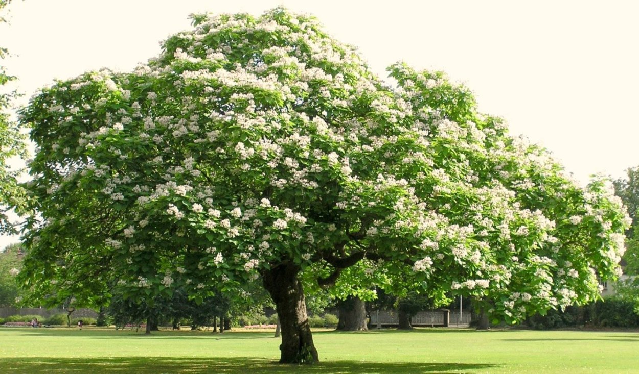 Катальпа обыкновенная бигнониевидная