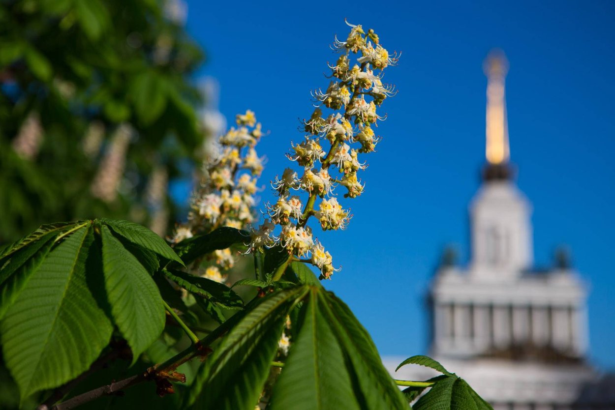 Цветущие каштаны Питер